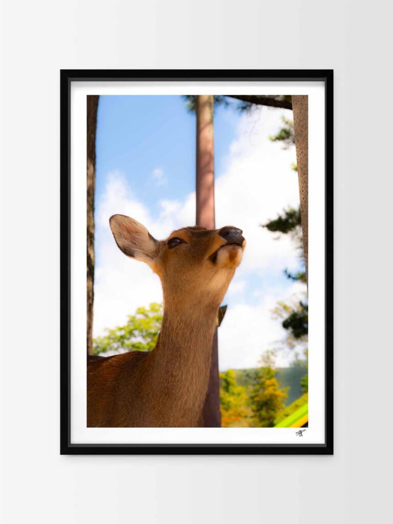Cerf Sika, Nara II – Impression d’Art Mural Japon