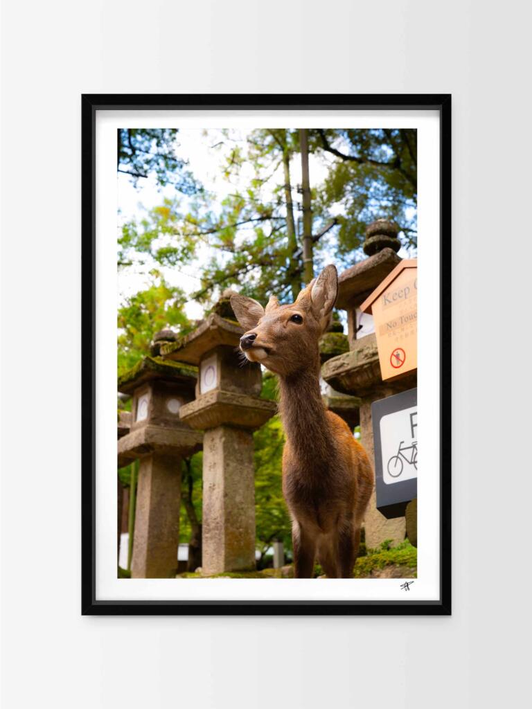 Cerf Sika, Nara III – Impression d’Art Mural Japon