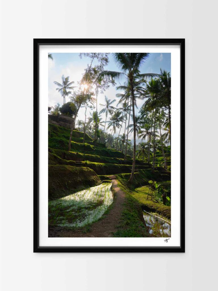 Ricefields in Ubud III – Impression d’Art Mural Indonésie