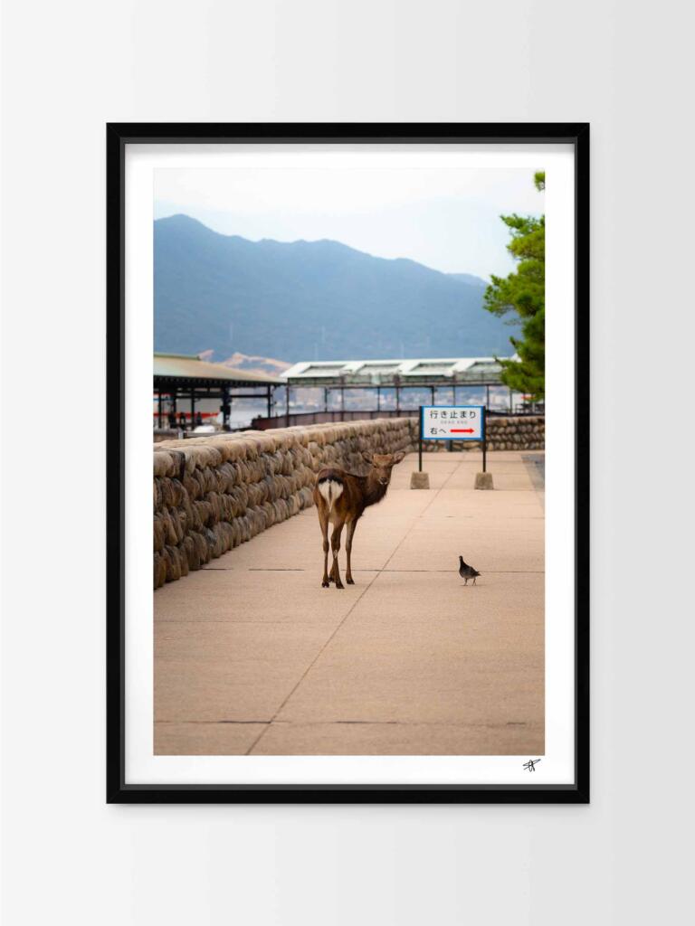 Deer in Miyajima – Impression d’Art Mural Japon