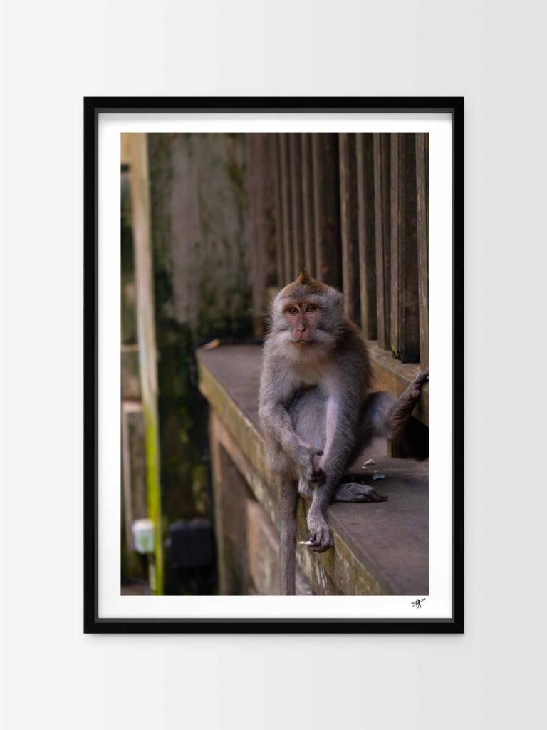 Monkey in Ubud III – Impression d’Art Mural Indonésie