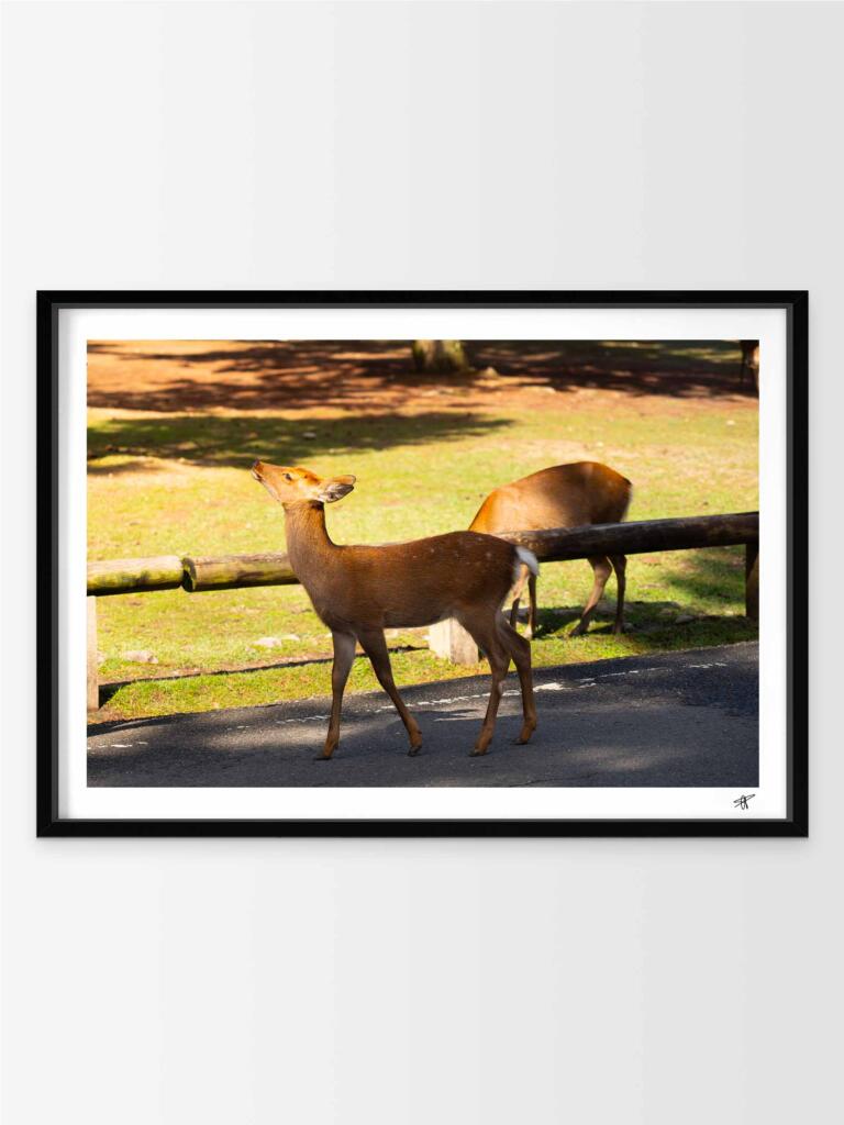Cerf Sika, Nara I – Impression d’Art Mural Japon